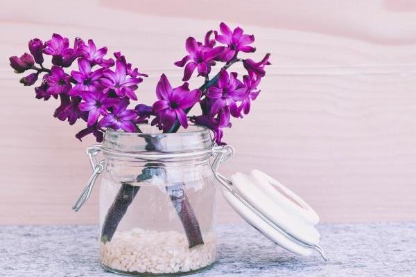 風信子圖片大全 風信子花語及寓意