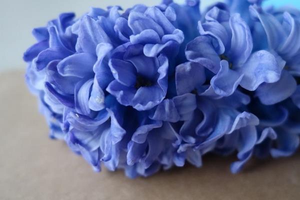 風信子圖片大全 風信子花語及寓意