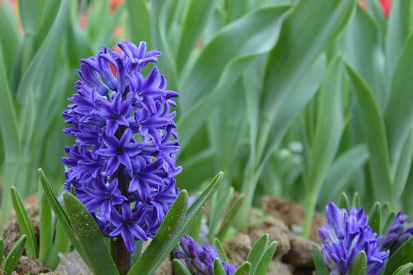 風信子圖片大全 風信子花語及寓意