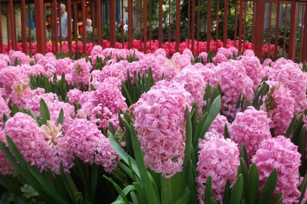 風信子圖片大全 風信子花語及寓意