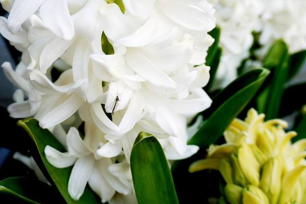 風信子圖片大全 風信子花語及寓意