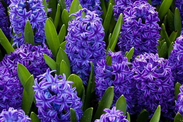 風信子圖片大全 風信子花語及寓意