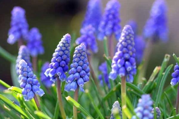 風信子圖片大全 風信子花語及寓意