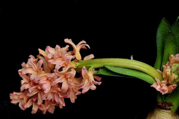 風信子圖片大全 風信子花語及寓意