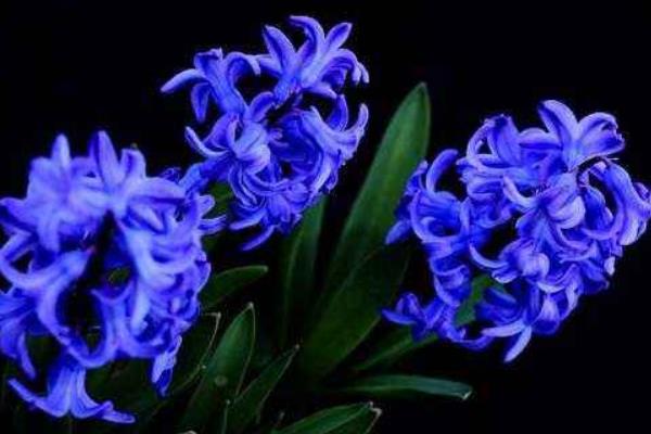 風信子圖片大全 風信子花語及寓意