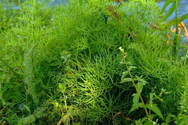 水蕨有毒嗎 水蕨怎么做好吃