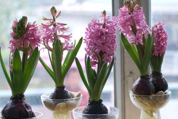 水培風(fēng)信子開花后怎么處理 水培風(fēng)信子能活多久