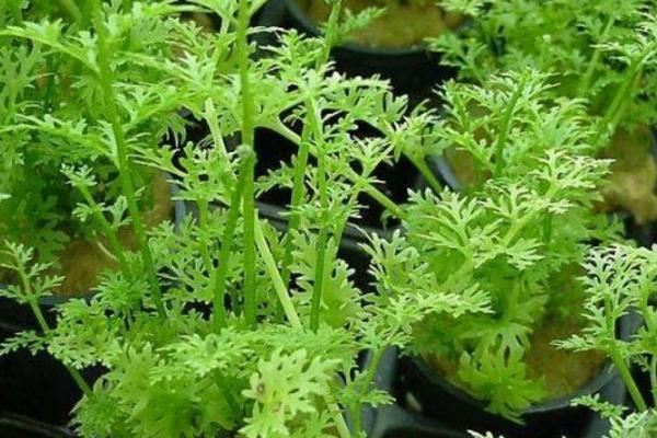 水蕨有毒嗎 水蕨怎么做好吃