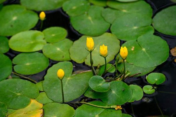 荇菜可以吃嗎 荇菜是現在的什么菜