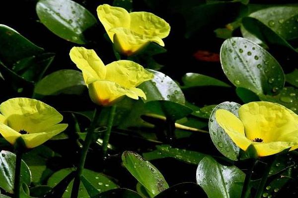 荇菜可以吃嗎 荇菜是現在的什么菜