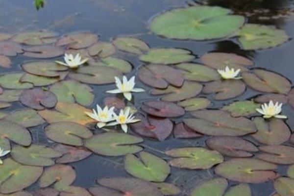 荇菜可以吃嗎 荇菜是現在的什么菜