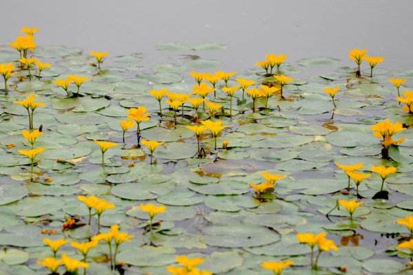 荇菜可以吃嗎 荇菜是現在的什么菜