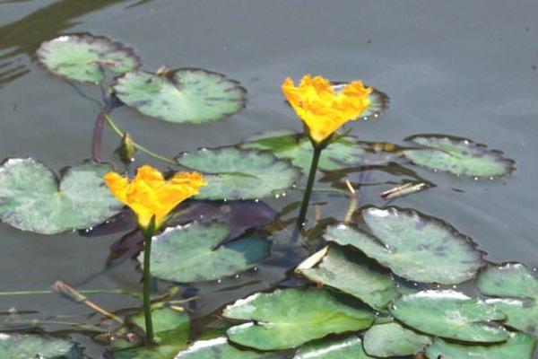 荇菜可以吃嗎 荇菜是現在的什么菜