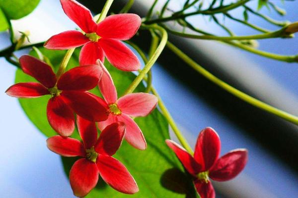 使君子功效與作用 使君子藥用價(jià)值