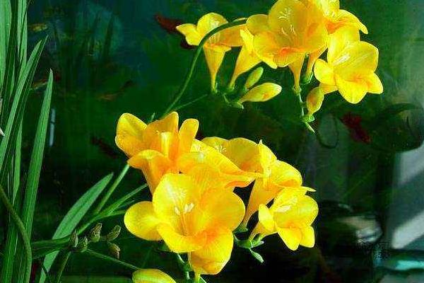 香雪蘭有毒嗎 香雪蘭能放在室內(nèi)臥室嗎