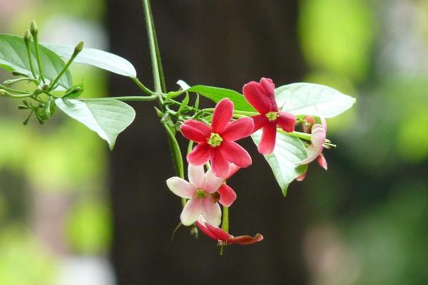 使君子功效與作用 使君子藥用價值