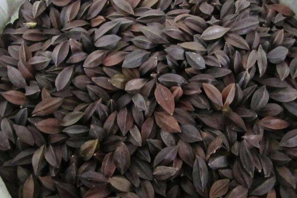 使君子功效與作用 使君子藥用價值