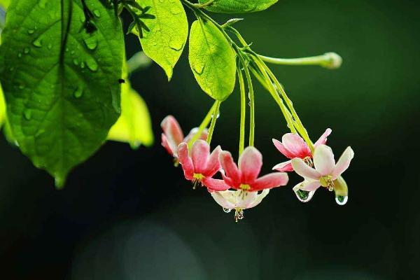 使君子功效與作用 使君子藥用價值