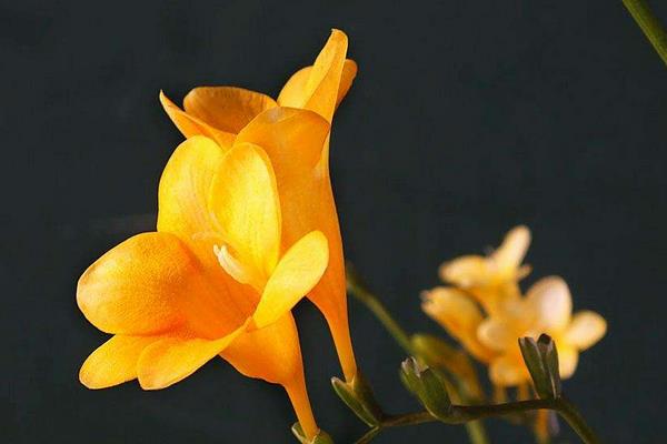 香雪蘭怎么澆水 香雪蘭繁殖方法