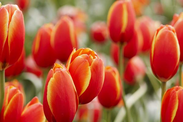 郁金香圖片大全 郁金香花語及寓意 郁金香有哪些品種