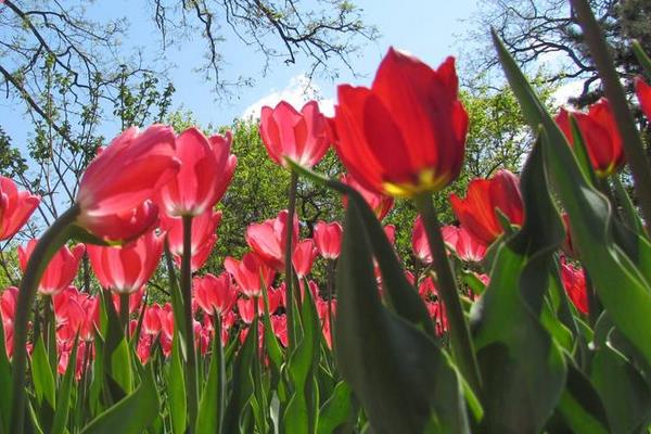 郁金香圖片大全 郁金香花語及寓意 郁金香有哪些品種