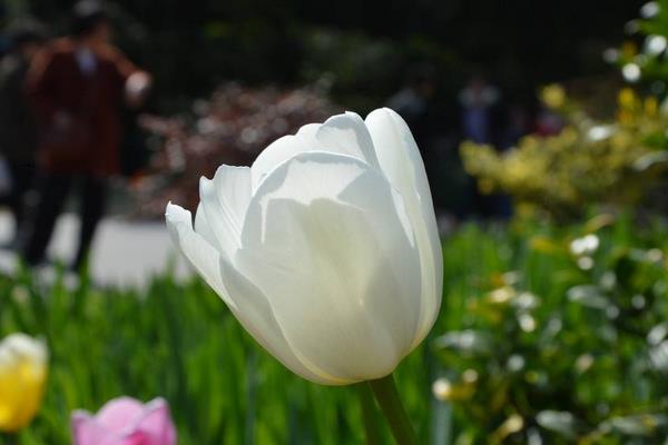 郁金香圖片大全 郁金香花語及寓意 郁金香有哪些品種