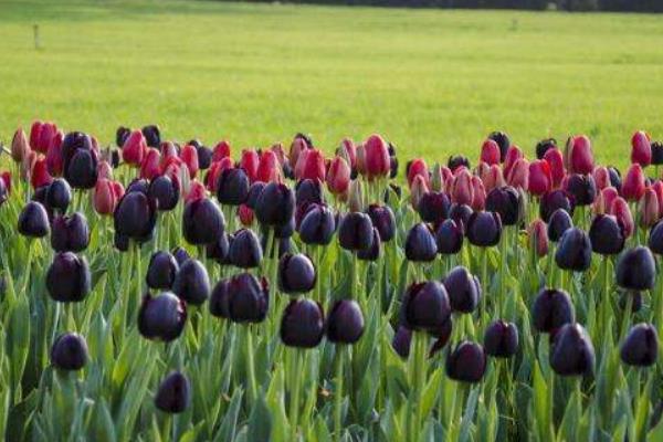 郁金香圖片大全 郁金香花語及寓意 郁金香有哪些品種