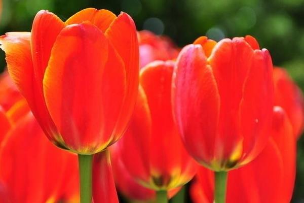 郁金香圖片大全 郁金香花語及寓意 郁金香有哪些品種