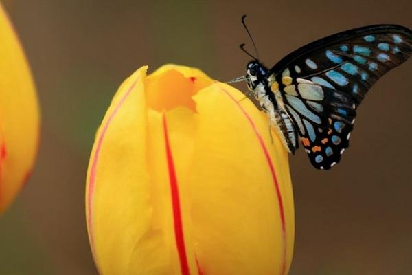 郁金香圖片大全 郁金香花語及寓意 郁金香有哪些品種