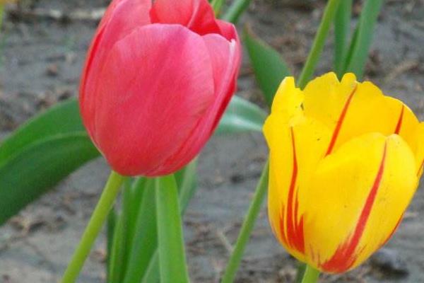 郁金香圖片大全 郁金香花語及寓意 郁金香有哪些品種