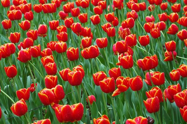 郁金香圖片大全 郁金香花語及寓意 郁金香有哪些品種