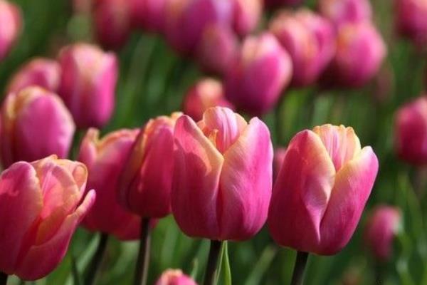 郁金香圖片大全 郁金香花語及寓意 郁金香有哪些品種