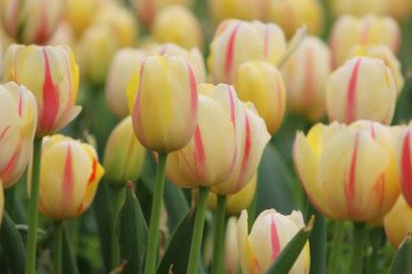 郁金香圖片大全 郁金香花語及寓意 郁金香有哪些品種