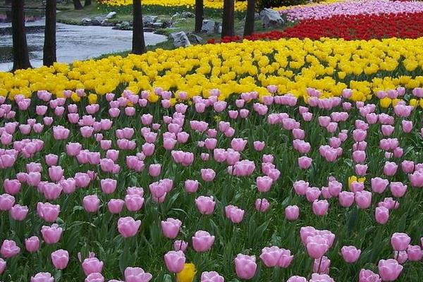 郁金香圖片大全 郁金香花語及寓意 郁金香有哪些品種