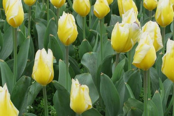 郁金香圖片大全 郁金香花語及寓意 郁金香有哪些品種