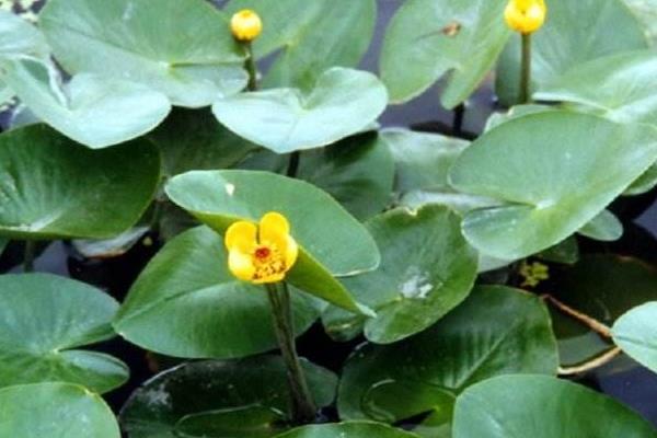 萍蓬草功效與作用 萍蓬草藥用價值
