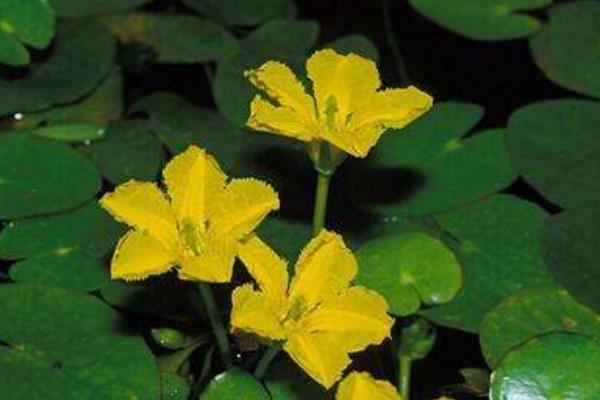 荇菜能吃嗎 荇菜怎么吃