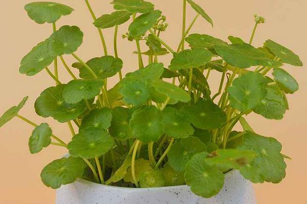 銅錢草招財嗎（擺放位置） 養銅錢草對風水的作用