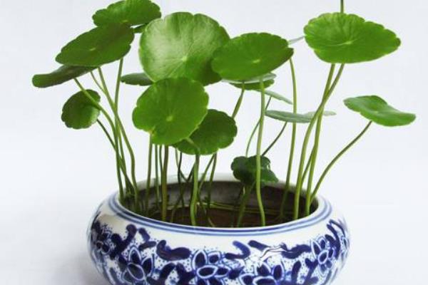 銅錢(qián)草招財(cái)嗎（擺放位置） 養(yǎng)銅錢(qián)草對(duì)風(fēng)水的作用