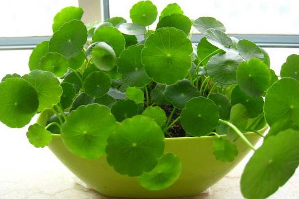 銅錢(qián)草招財(cái)嗎（擺放位置） 養(yǎng)銅錢(qián)草對(duì)風(fēng)水的作用