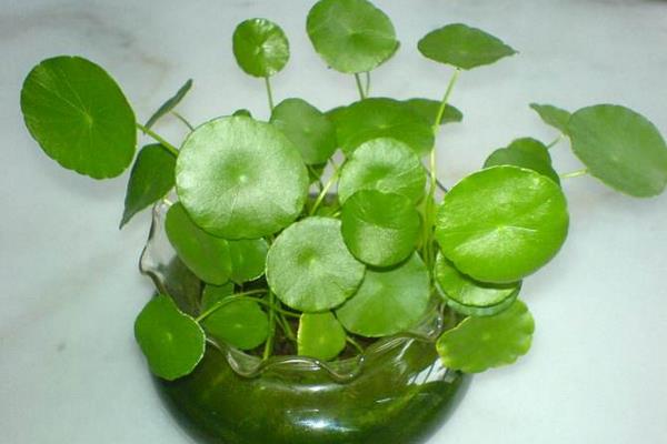 銅錢(qián)草招財(cái)嗎（擺放位置） 養(yǎng)銅錢(qián)草對(duì)風(fēng)水的作用