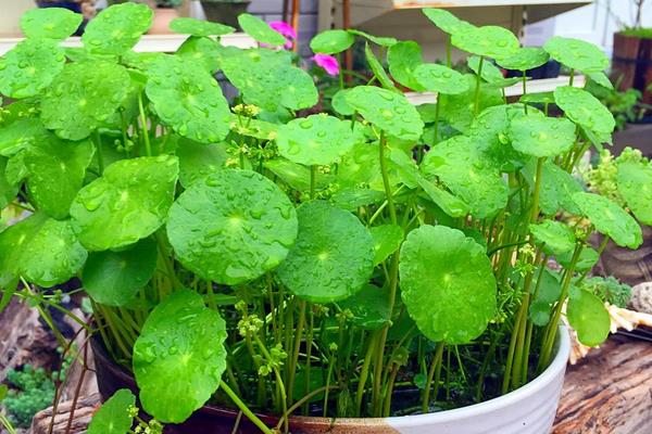 銅錢(qián)草招財(cái)嗎（擺放位置） 養(yǎng)銅錢(qián)草對(duì)風(fēng)水的作用