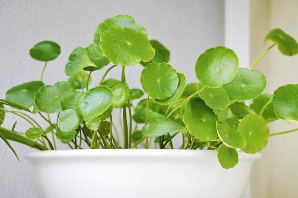 銅錢(qián)草招財(cái)嗎（擺放位置） 養(yǎng)銅錢(qián)草對(duì)風(fēng)水的作用
