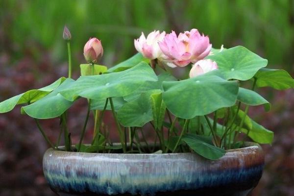 碗蓮可以一直水養嗎 碗蓮無土栽培養殖方法