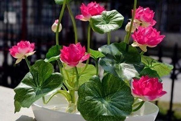 碗蓮可以一直水養(yǎng)嗎 碗蓮無土栽培養(yǎng)殖方法