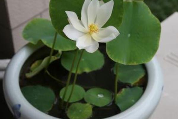 碗蓮可以一直水養(yǎng)嗎 碗蓮無土栽培養(yǎng)殖方法