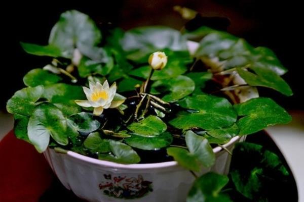 碗蓮可以一直水養(yǎng)嗎 碗蓮無土栽培養(yǎng)殖方法