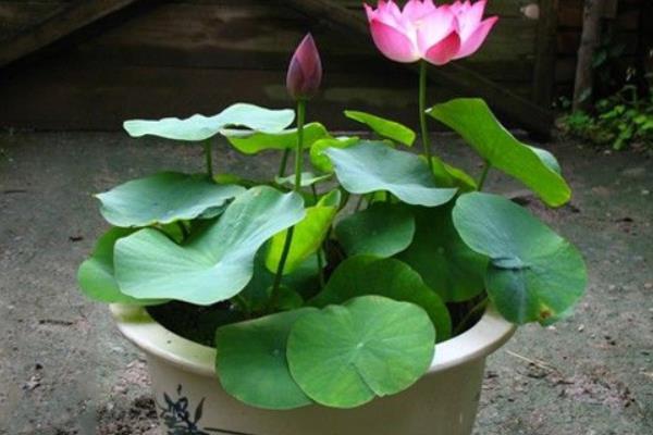 碗蓮可以一直水養(yǎng)嗎 碗蓮無土栽培養(yǎng)殖方法