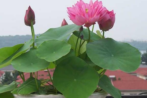 碗蓮可以一直水養(yǎng)嗎 碗蓮無土栽培養(yǎng)殖方法