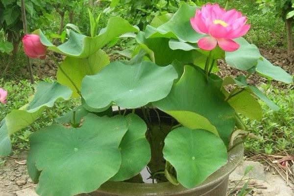 碗蓮可以一直水養(yǎng)嗎 碗蓮無土栽培養(yǎng)殖方法